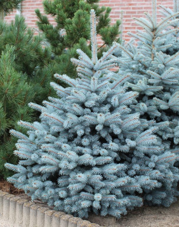 Picea pungens SBS